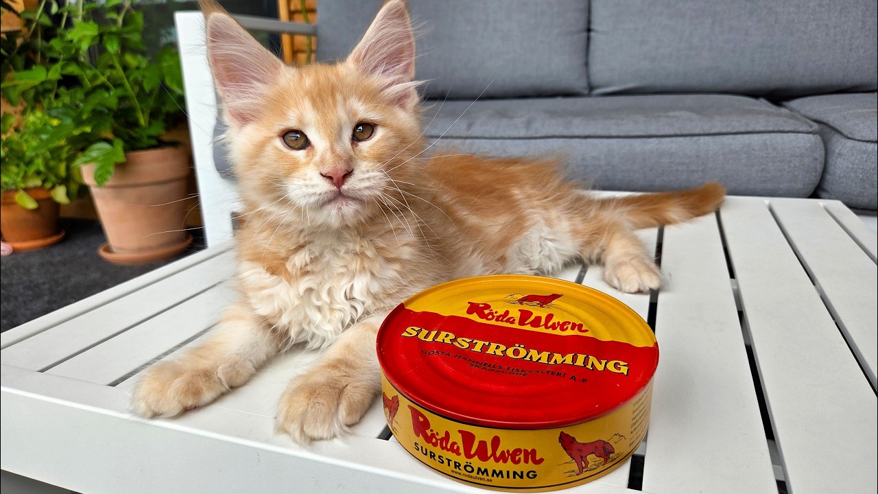 Kittens Try Surströmming - The Smelliest Food In the World!