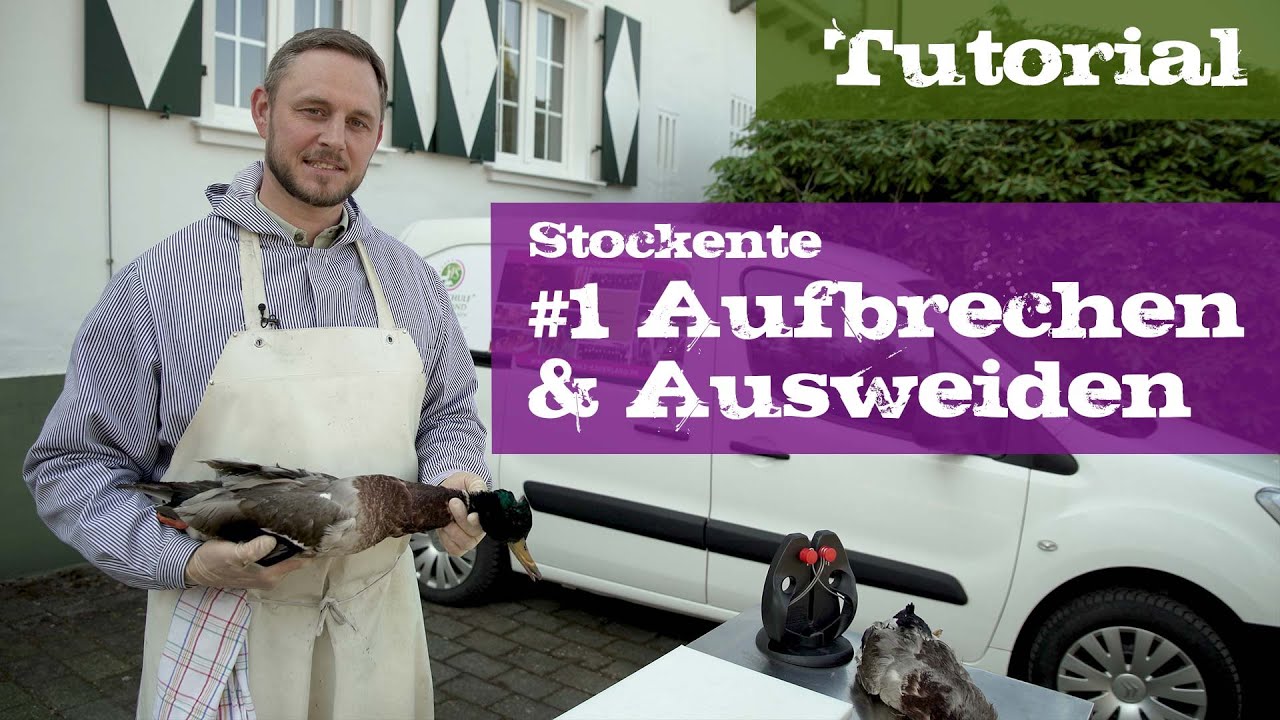 Stockente #1 Aufbrechen und Ausweiden