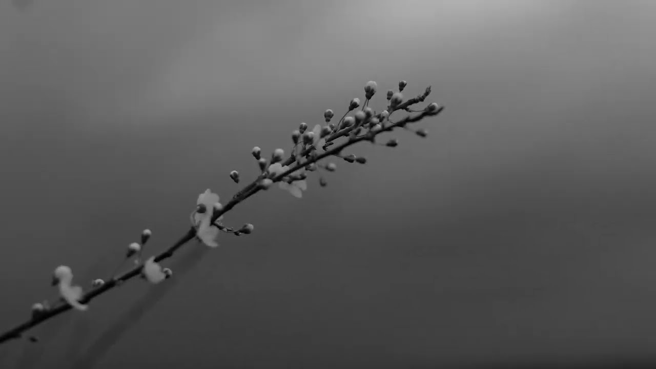 Landschaftsnebel - Alou String Quartet