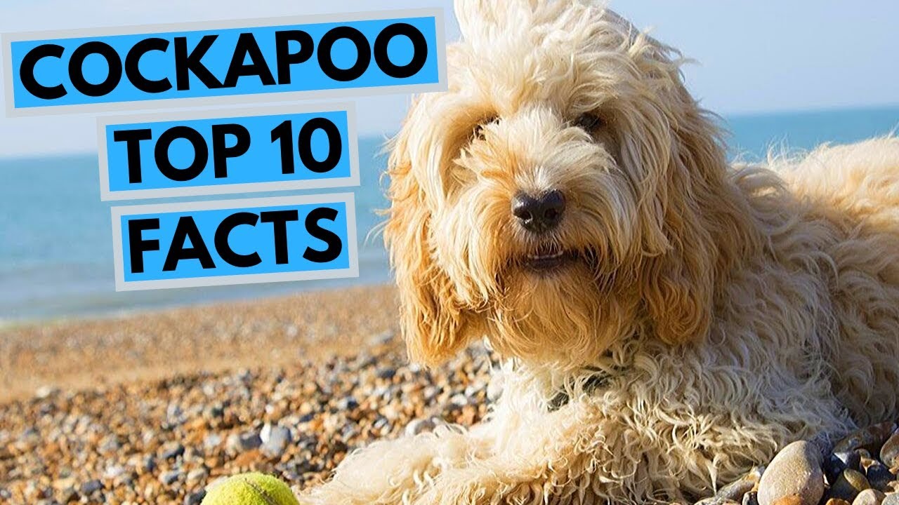 Cockapoo - TOP 10 Interesting Facts