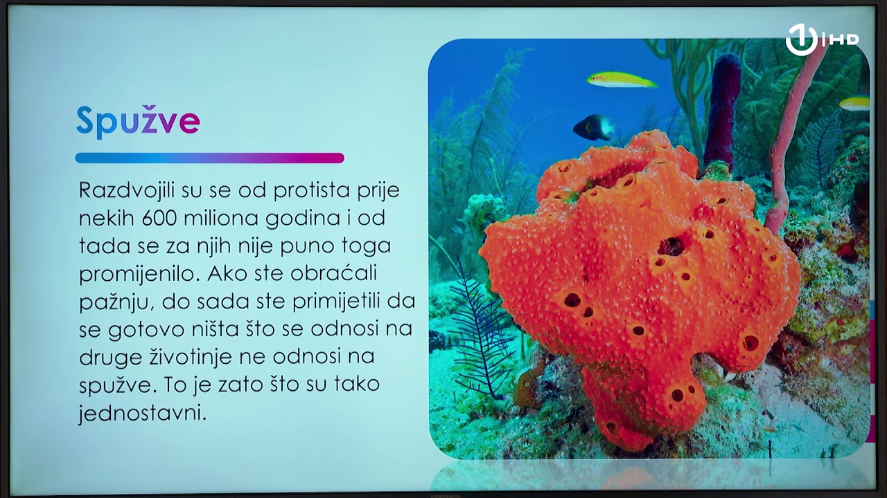 Domaća zadaća za 7. razred: Biologija - Spužve i dupljari