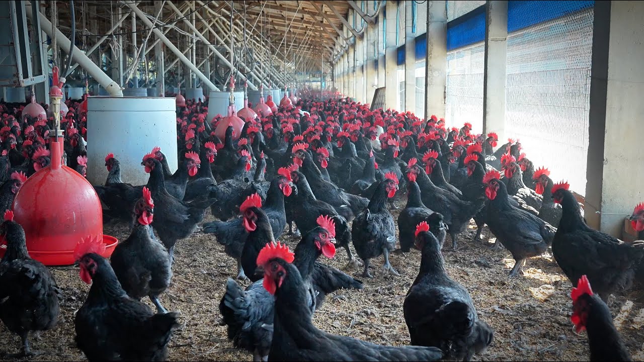 單日賣出1300隻烤雞，全台最大烤雞餐車，從飼養屠宰醃漬到烤雞自己包辦。