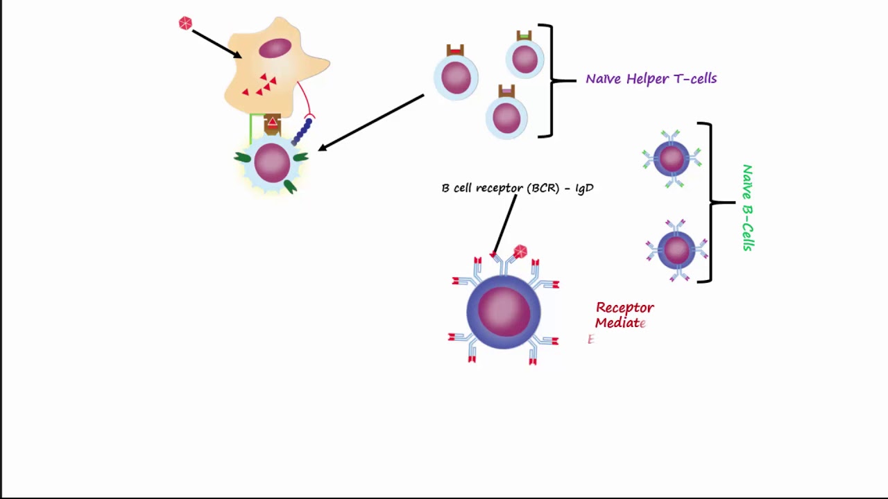 Adaptive Immunity Part 1 - Humoral Immunity