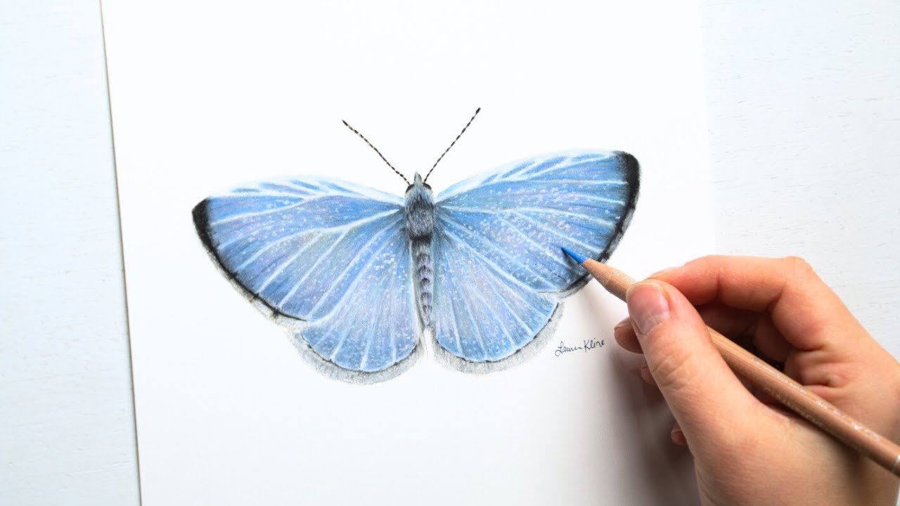 I worked hard to capture every detail in this azure butterfly | No AI colored pencil timelapse