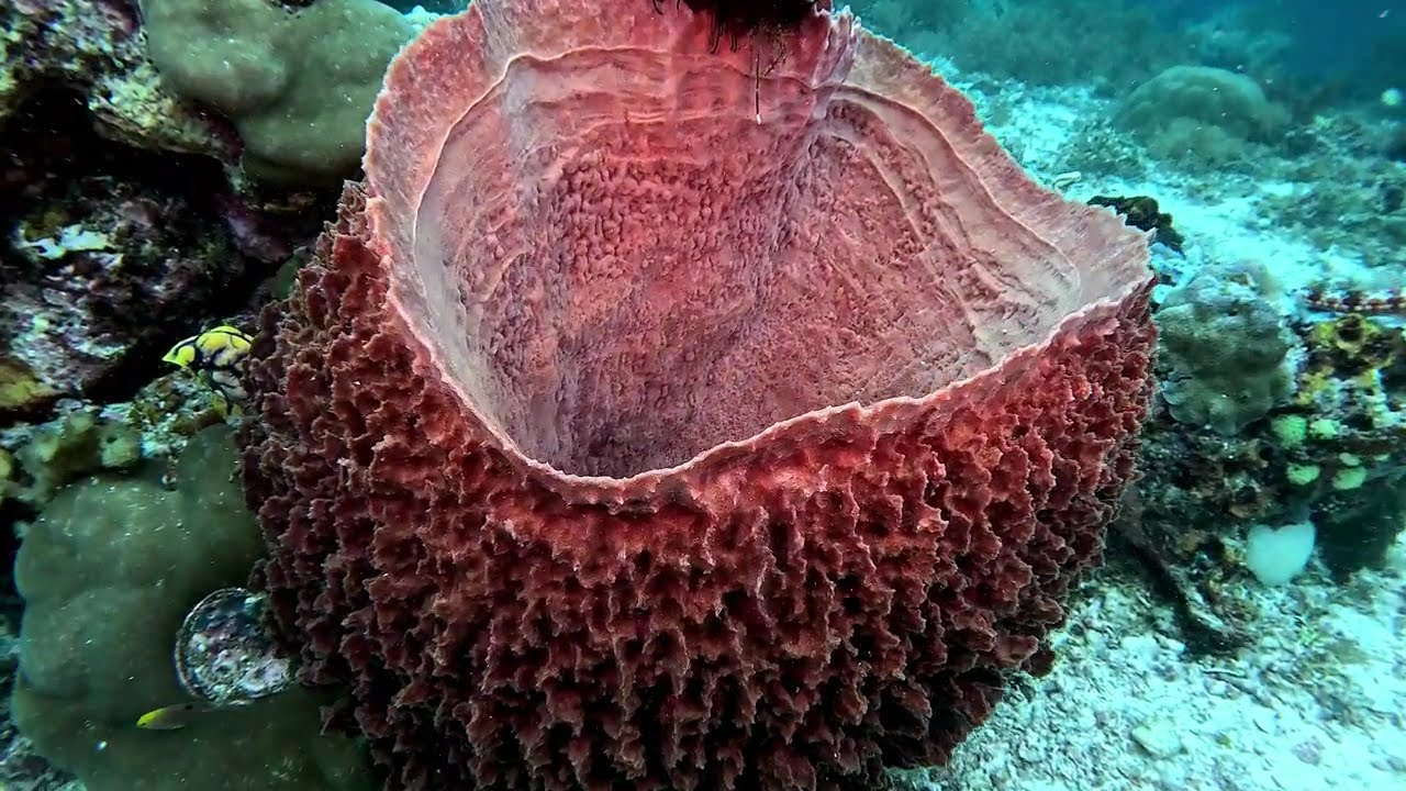 Mellisa Garden, Raja Ampat