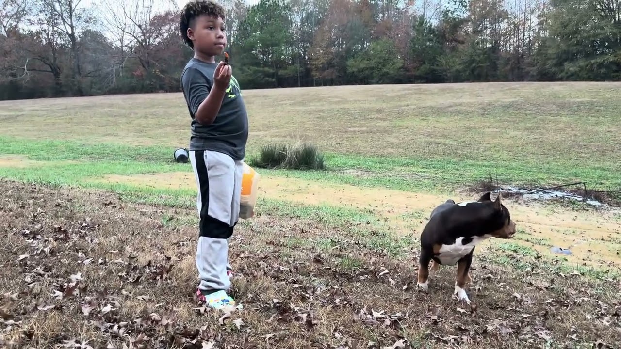 New Kennel Addition’s #xlamericanbully #chocolatetri #bigdog #wecoming #abkc #adba