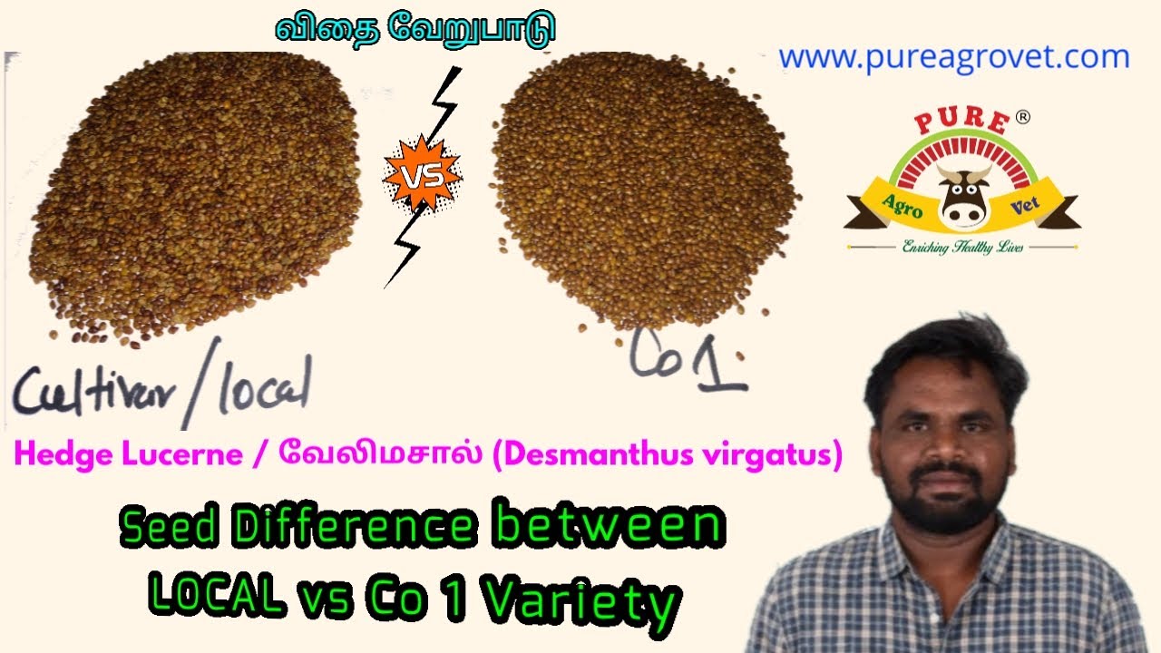 வேலிமசால் / Hedge Lucerne (Desmanthus virgatus) || Seed Difference b/w LOCAL vs Co 1 Variety