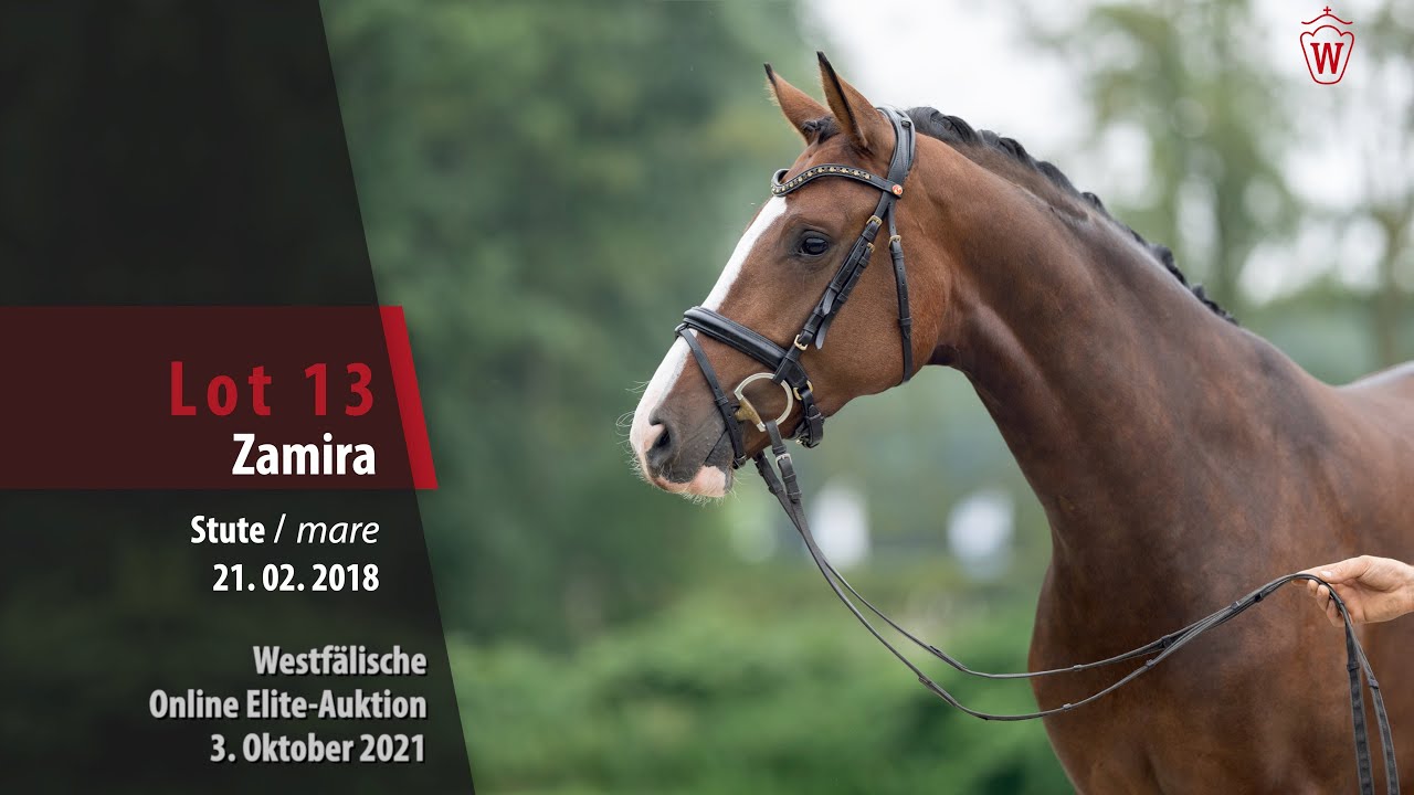 Online Elite-Auktion Lot 13 Zamira Stute v. Zoom - First Selection