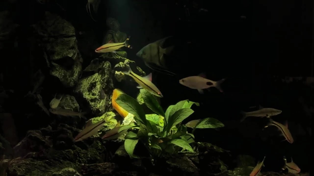 Aquatic Serenity: A Relaxing Fish Tank Experience