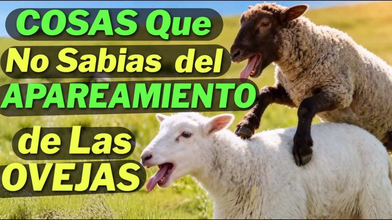 10 Cosas MUY RARAS de la Reproducción de las OVEJAS 🐑 EL ÚLTIMO ES MUY IMPRESIONANTE 🥵