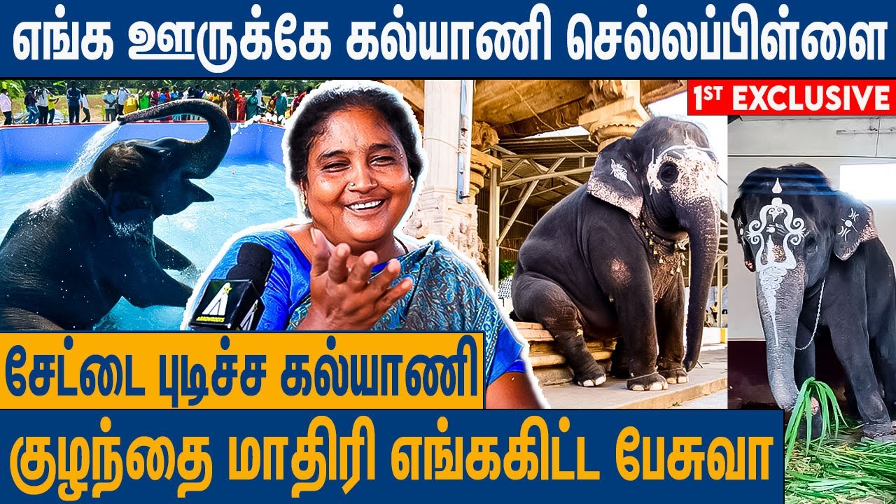 பாட்டு சத்தம் கேட்டா விஜய் மாதிரி ஆடுவா : Perur Kalyani Elephant Swimming Pool Interview |Arrowroots