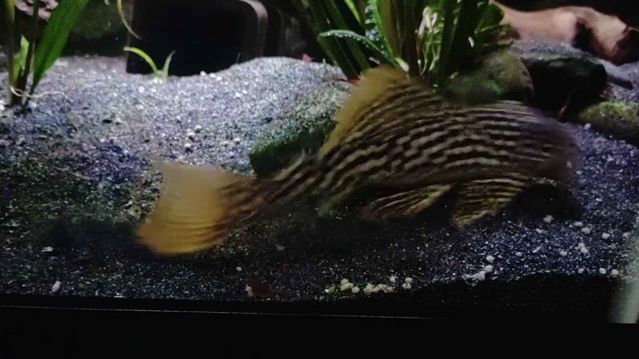 L14 Sonnenwels, Sunshine Pleco