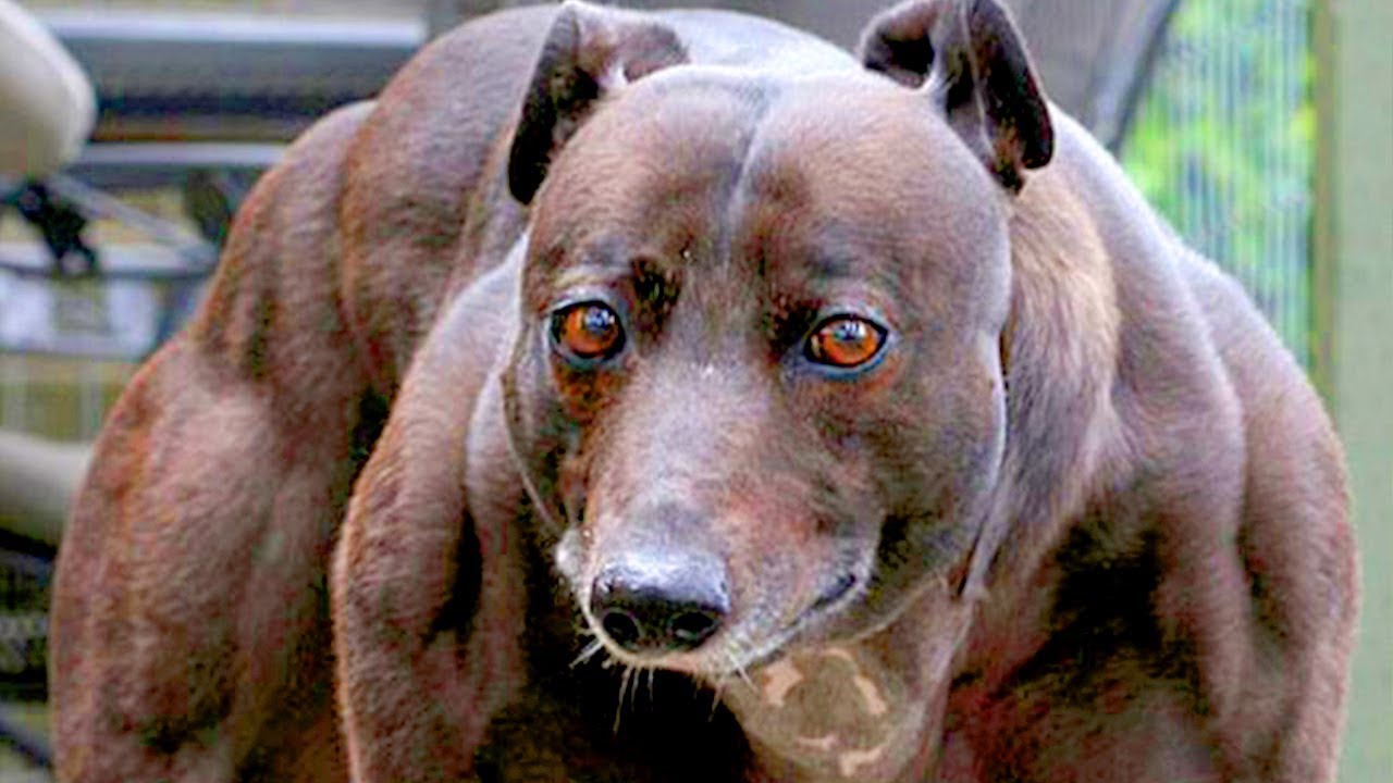 10 Most Unusual Animals People Have Have As Pets