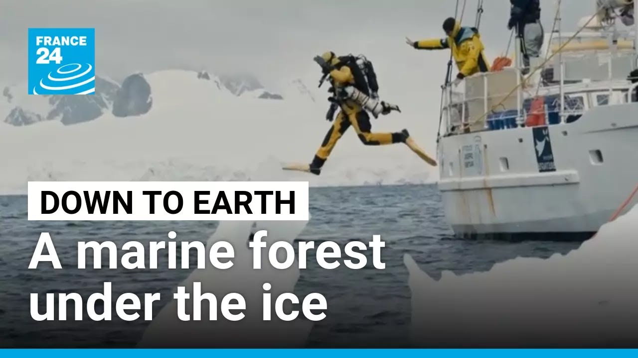 Scientists discover entire ecosystem hidden under ice of Antarctica • FRANCE 24 English