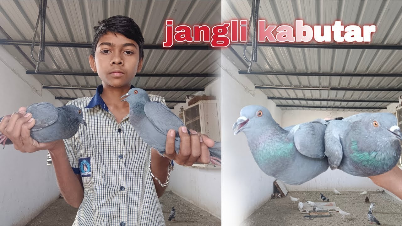 🕊️❤️‍🔥do jungali kabutar pakad liye || paaltu kabutar ke andar jungali kabootar || 🦜🕊️
