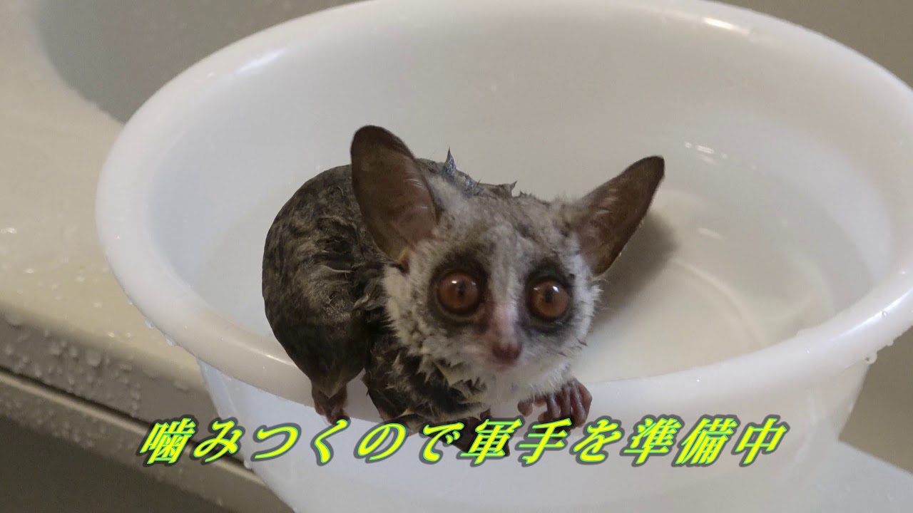 ショウガラゴ　シャンプーすると凶暴なグレムリン化！　(August 11, 2019)