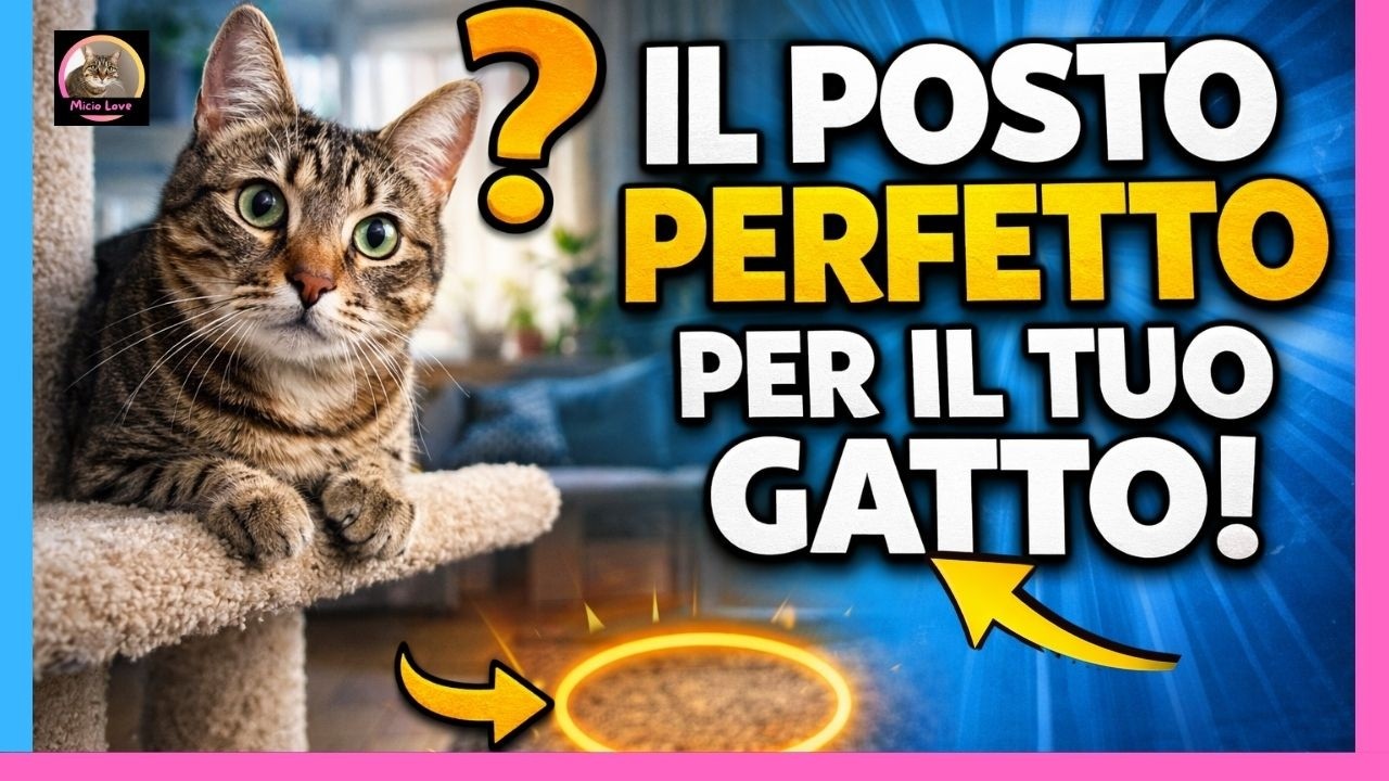 Dove il tuo gatto si siede ha un significato nascosto!