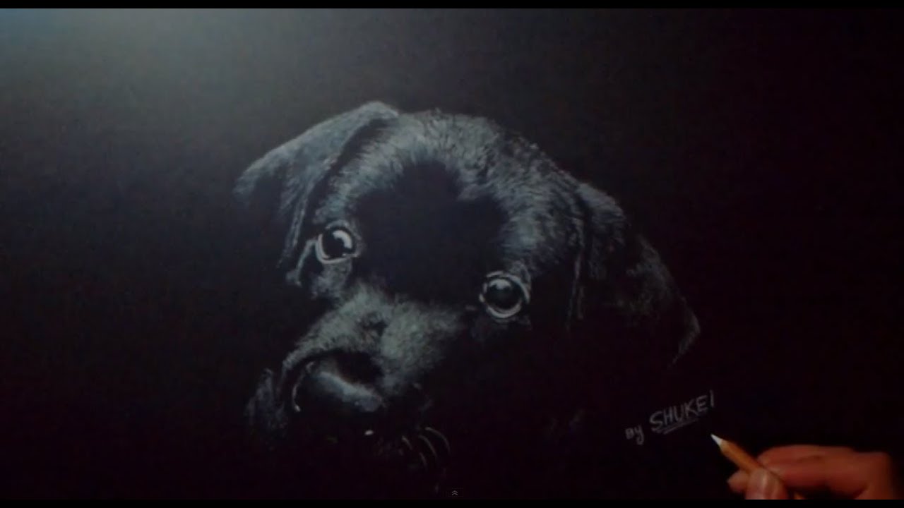 Labrador Retriever Time-Lapse Drawing