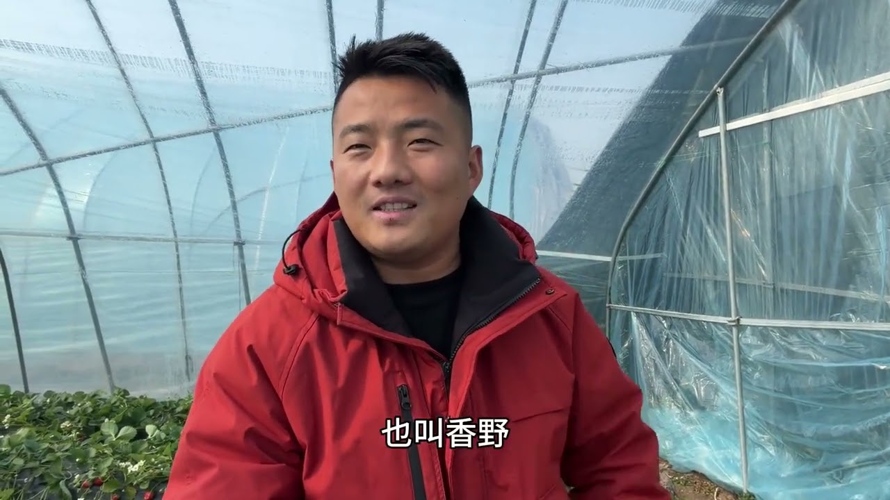 这老公真给力！承包家里6个小孩的草莓，媳妇吃到停不下来！ #新农人计划2026 #抖音新农人