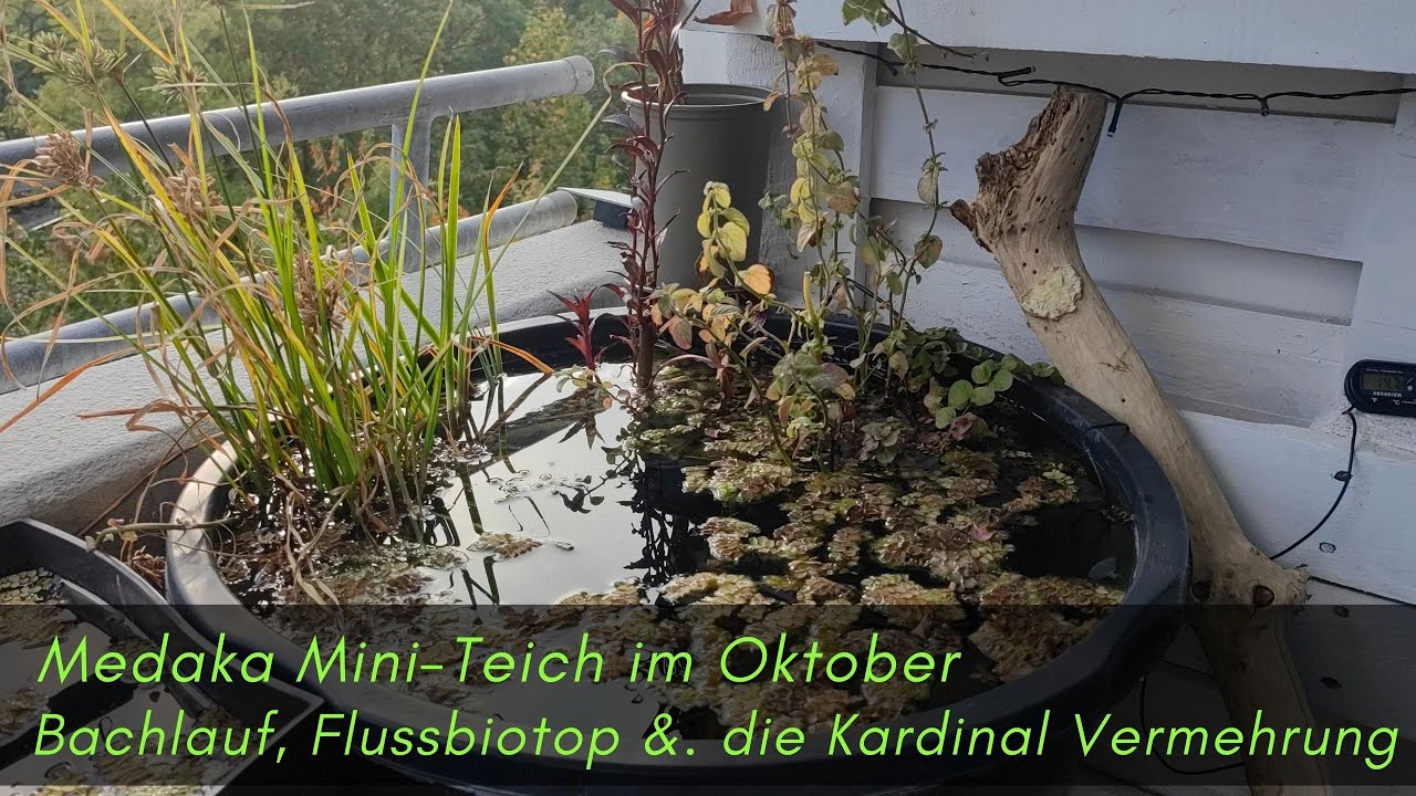 Flussbiotop, Bachlauf, Kardinalfisch und Mini-Teich im Herbst #aquaristik #aquarium #vlog
