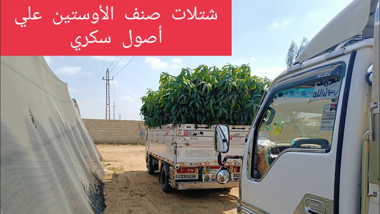 شتلات مانجو صنف الأوستين علي أصول سكري | مشاتل إيجي ستار للمانجو | صناع الجودة 👌🥭