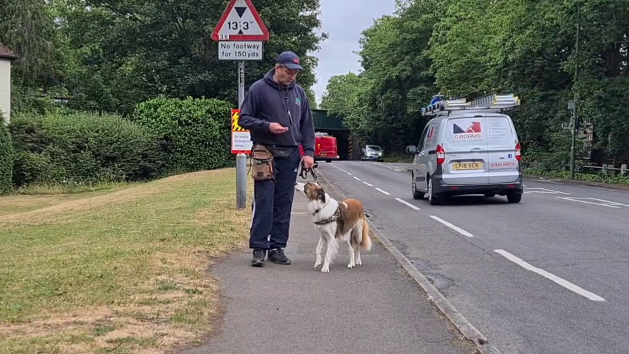 Meet Red the Border Collie - Red was reactive to people, dogs, cars, bikes and anything that moved