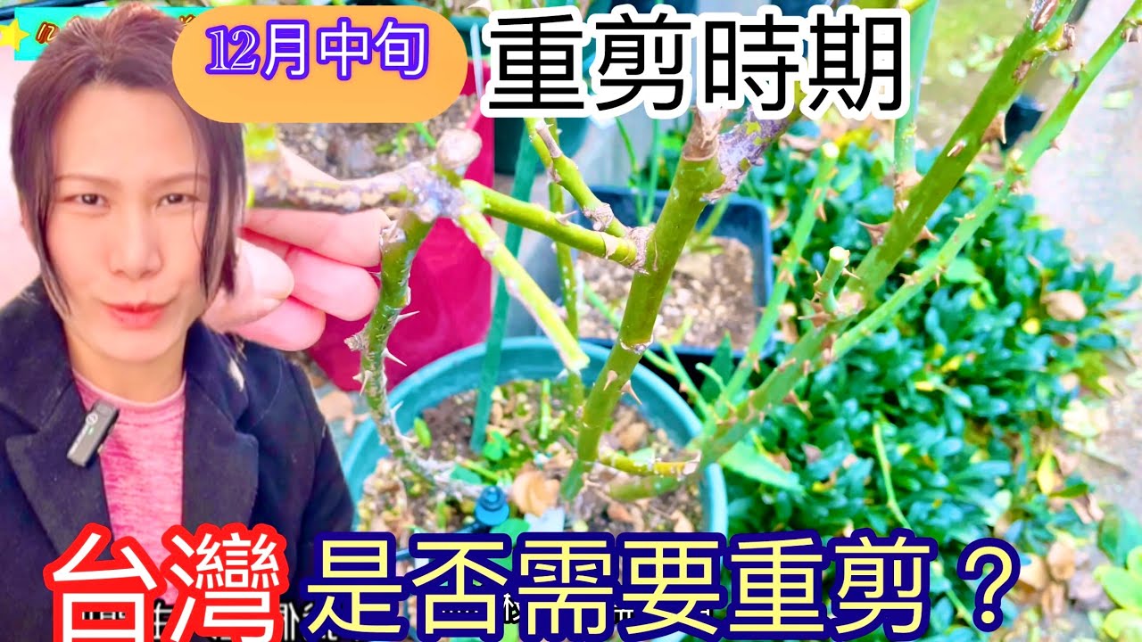 【12月中旬】簡單易懂如何重剪爬藤與直立半橫張玫瑰｜最美的春季最醜的冬季原貌紀錄