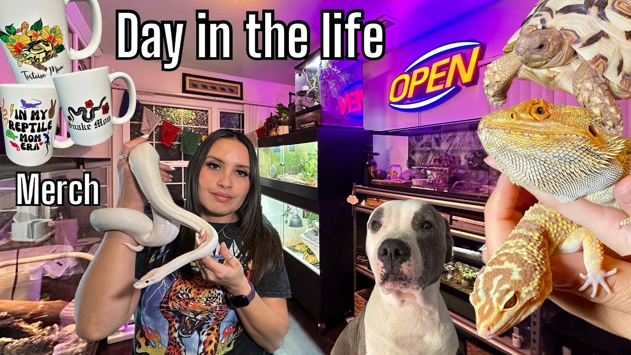 REPTILE CHORES VLOG, caring for TEN PETS