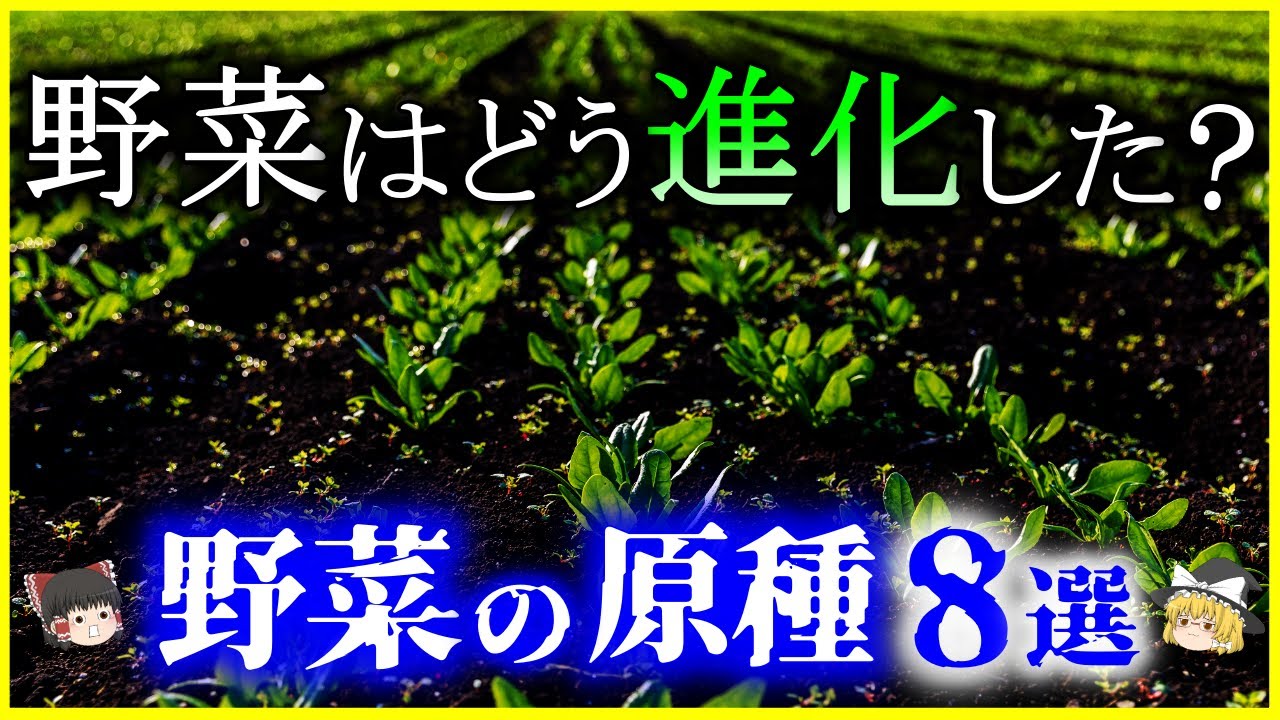 【ゆっくり解説】野菜はいかにして進化した？あの野菜の「原種」8選を解説/トウモロコシの起源に決着⁉人類と野菜のルーツ