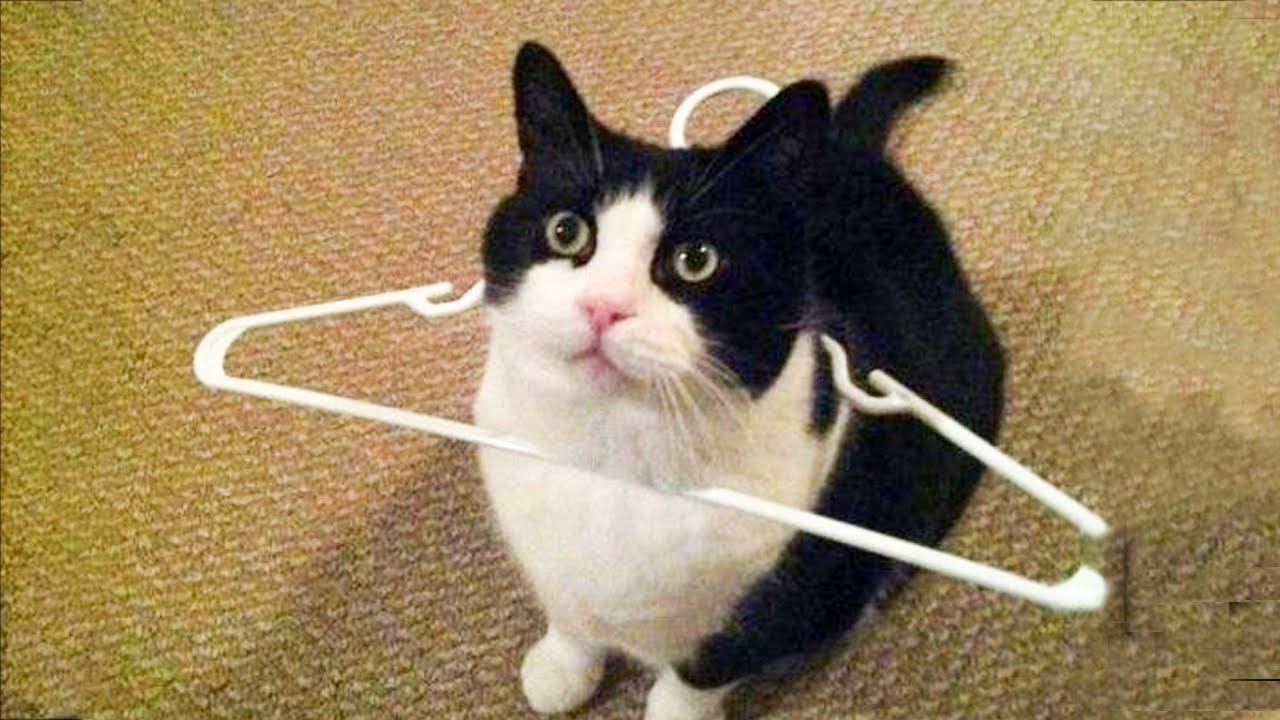 The Best Cat Videos You'll Ever See!