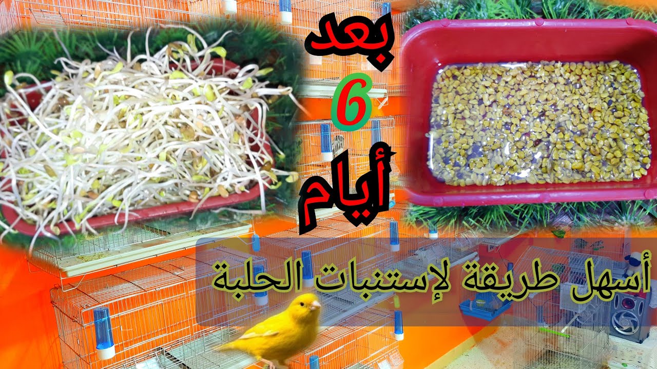 لا تحرم طيورك من الحلبة المستنبة فوائد لا تحصى...