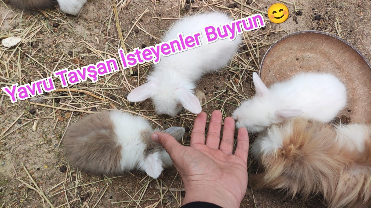 Lop Tavşanı Yavru Patlaması Devam Ediyor.Paspasın Yavruları da Çıktı.