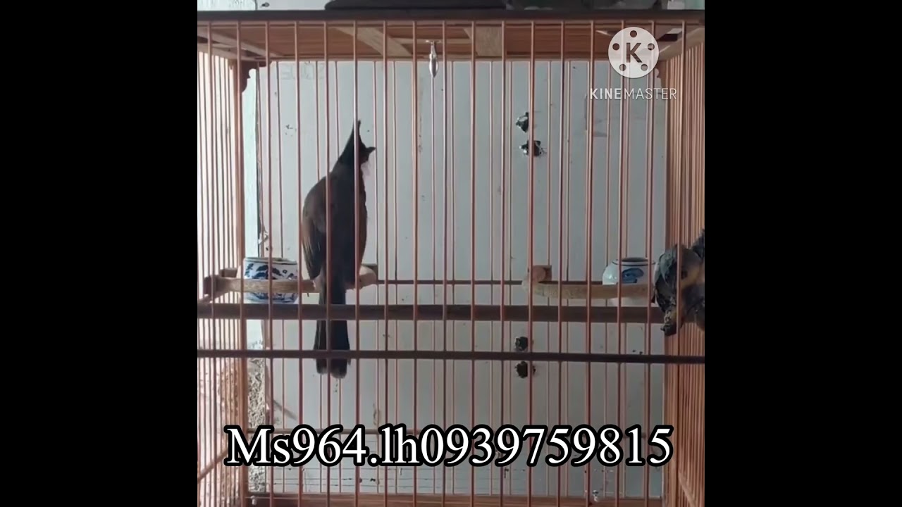 Ms964.gi&aacute; 3tr3 Chim 18 th&aacute;ng bộ d&agrave;i gang tay. Chim đẹp nết chơi đẹp.lh0839759815