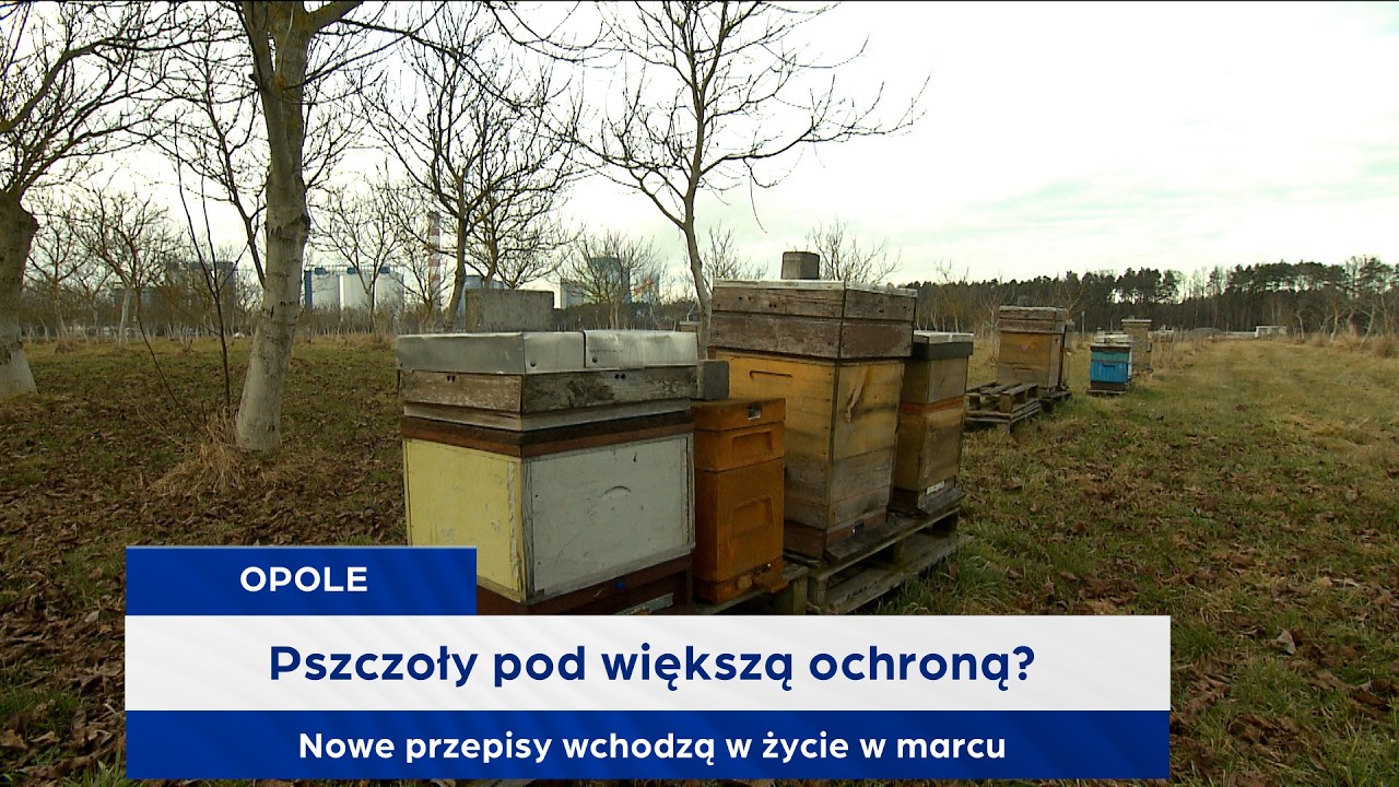 Pszczoły pod większą ochroną? Nowe przepisy wchodzą w życie w marcu