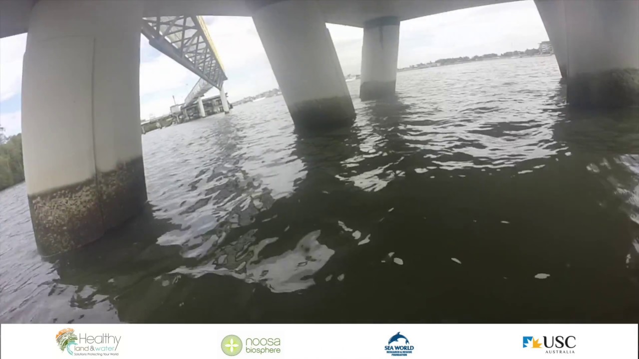Brisbane River Fish Habitats
