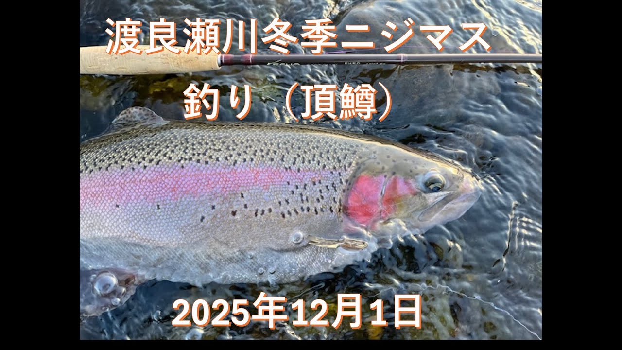 渡良瀬川冬季ニジマス釣り