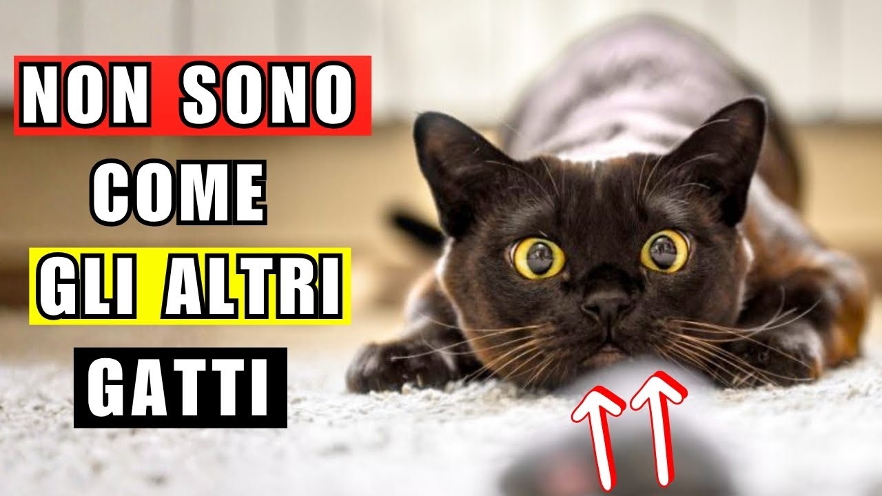 10 curiosit&agrave; sorprendenti sui gatti neri