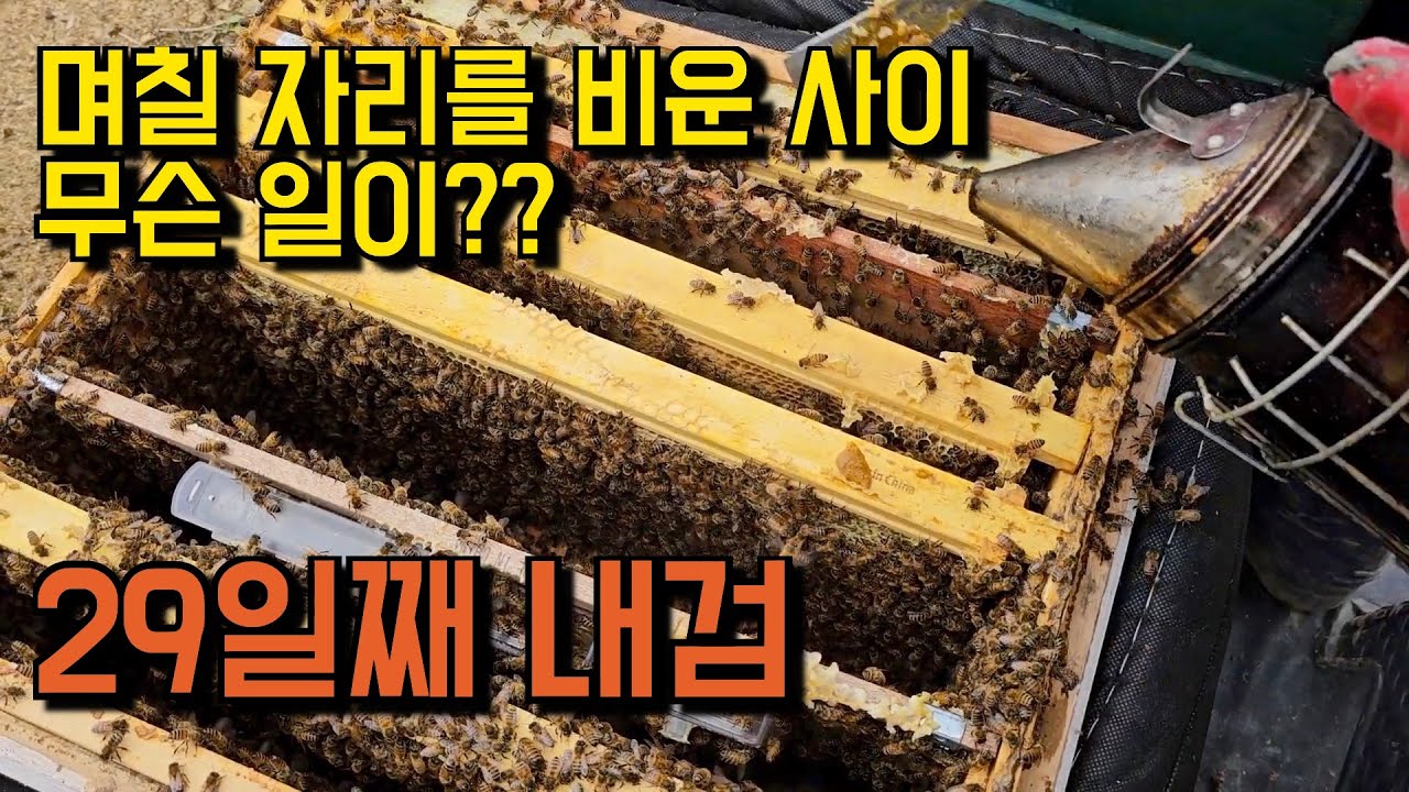 잠깐 여행을 다녀온 동안 벌들이 바글바글해졌네요 29일째 내검