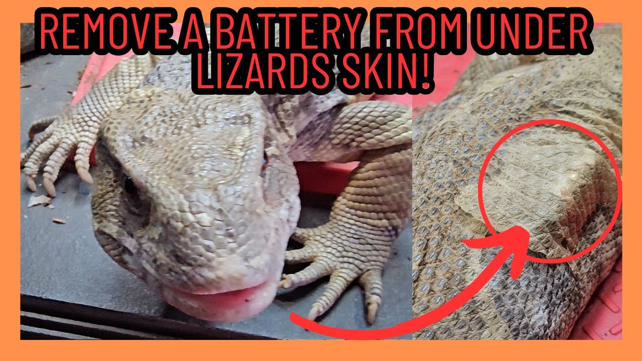 REMOVING A BATTERY FROM UNDER MY LIZARDS SKIN! CRUNCHY SAVANNAH MONITOR SHED