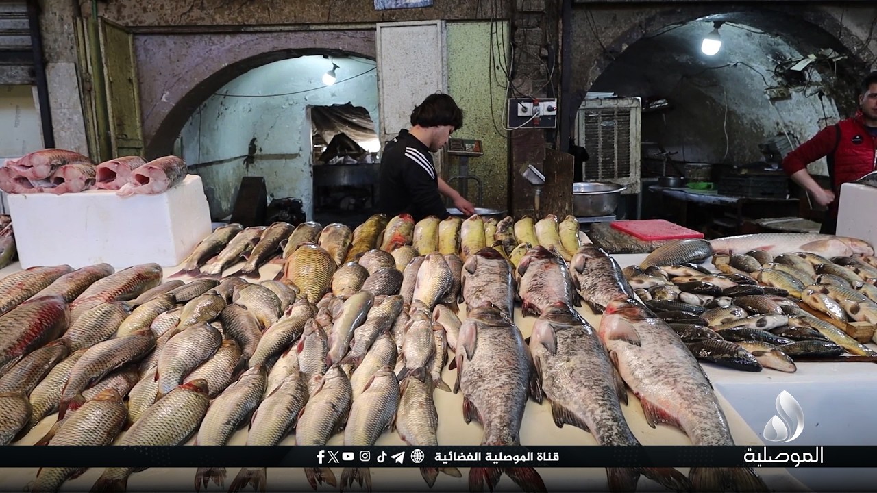 كاميرا الموصلية ترصد الحركة التجارية في سوق السمك بمنطقة الميدان ...