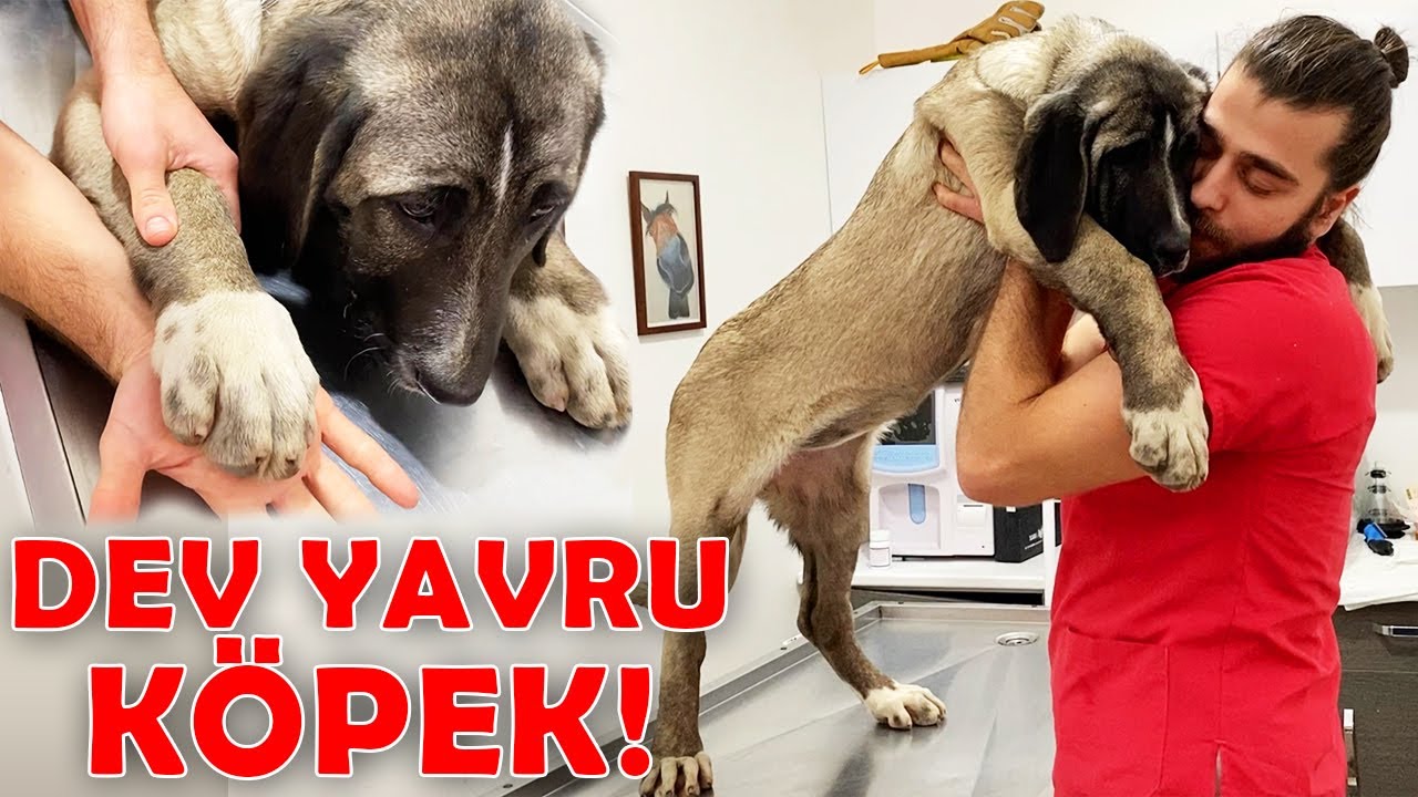 ГИГАНТНЫЙ ЩЕНОК! У 4-месячной собаки огромные лапы! #TheVet
