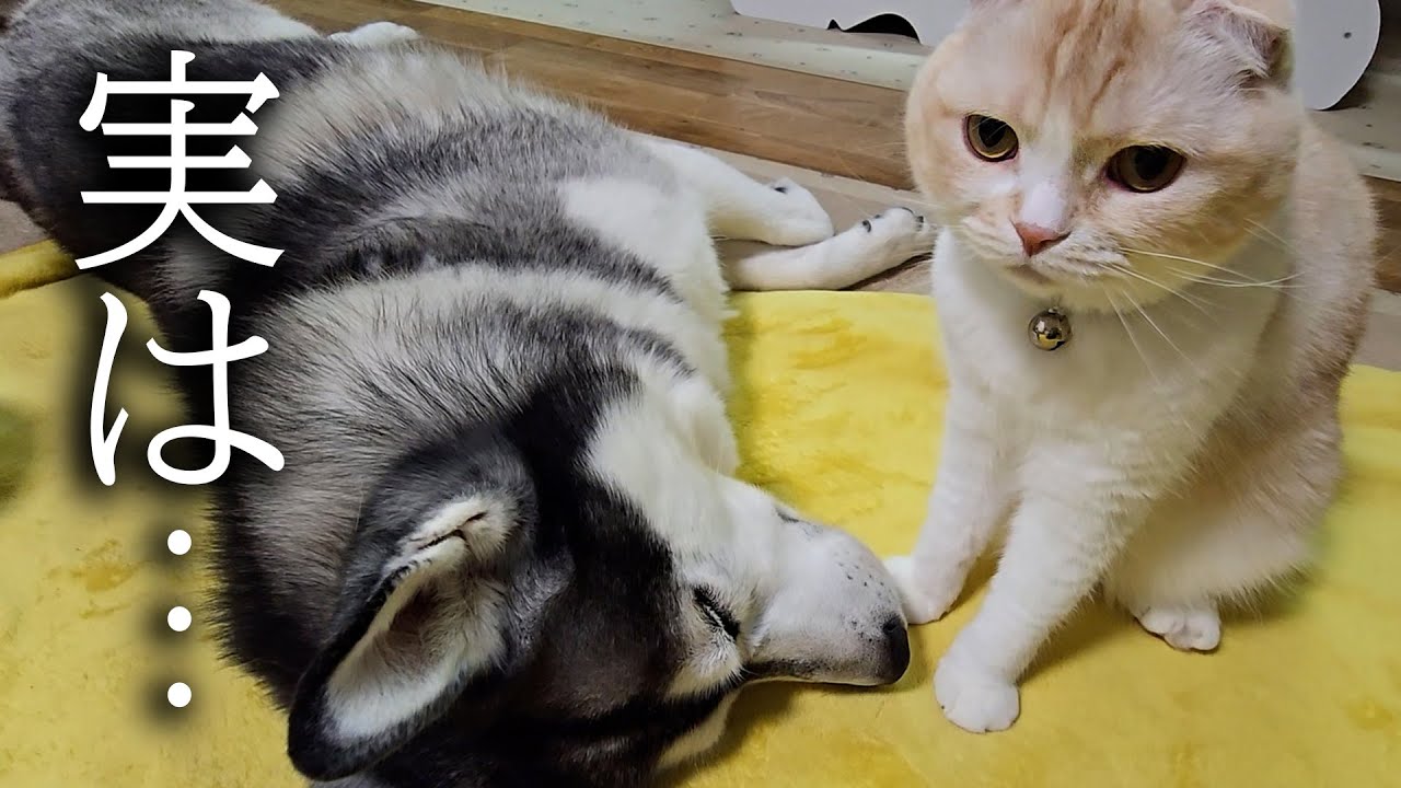 皆様に今までずっと黙っていた事があります...