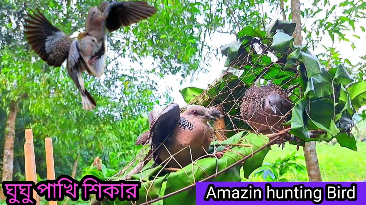 ঘুঘু পাখি শিকার, amazing hunting Bird.