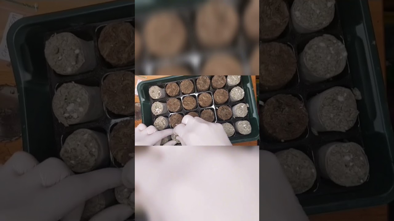grow diary day 1 