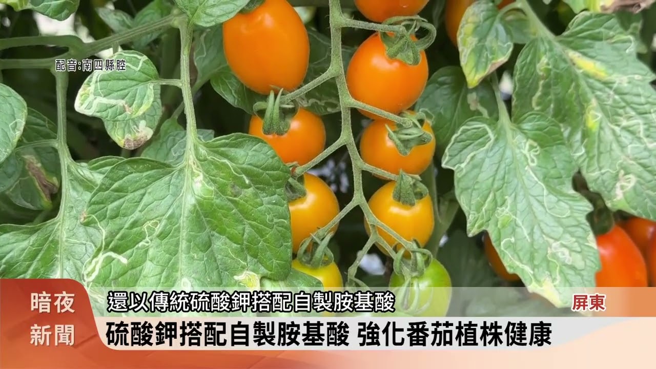 篩選抗病性高品種 九如農會雜交育種試種番茄【客家新聞20260304】