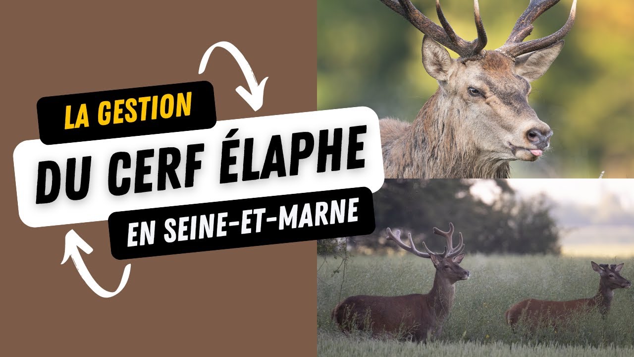 La gestion du cerf &eacute;laphe en Seine et Marne