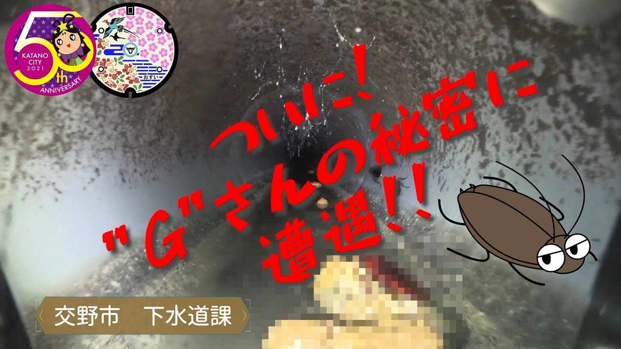 ※閲覧ご注意※　特報！遂に！”Ｇ”さんの秘密に迫る！！　　交野市　下水道課