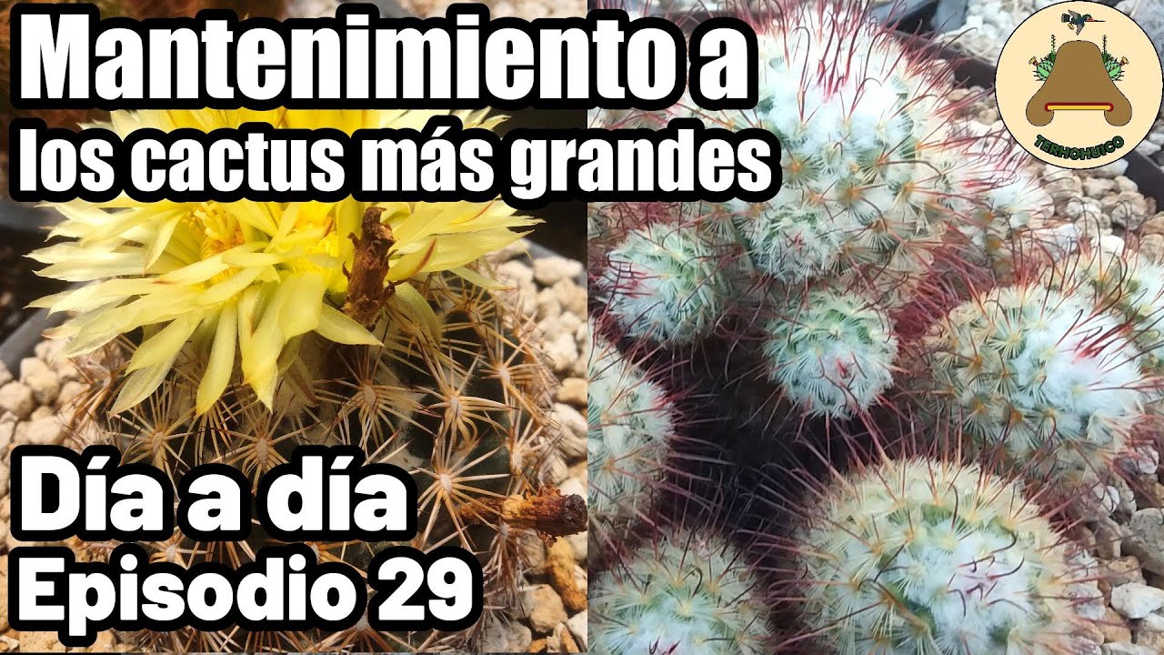 Mantenimiento a los cactus grandes de la colección. Día a día en un vivero de suculentas Episodio 29