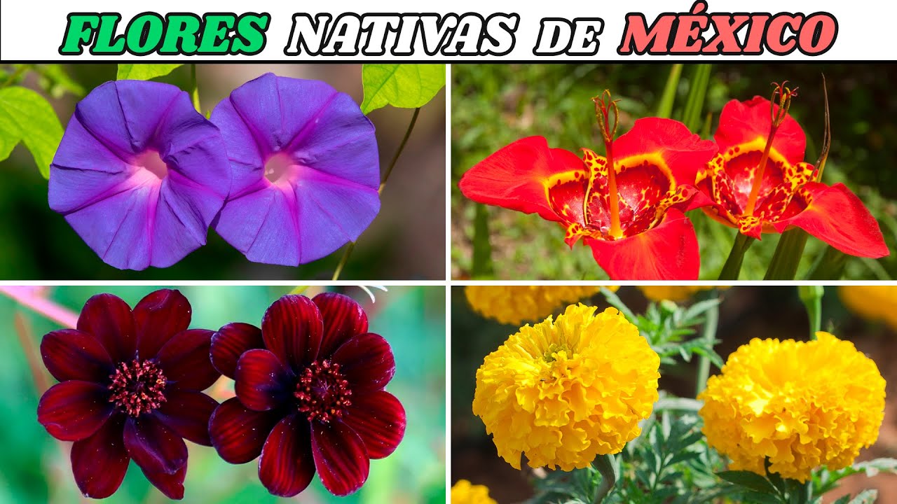 10 FLORES NATIVAS de M&Eacute;XICO muy HERMOSAS