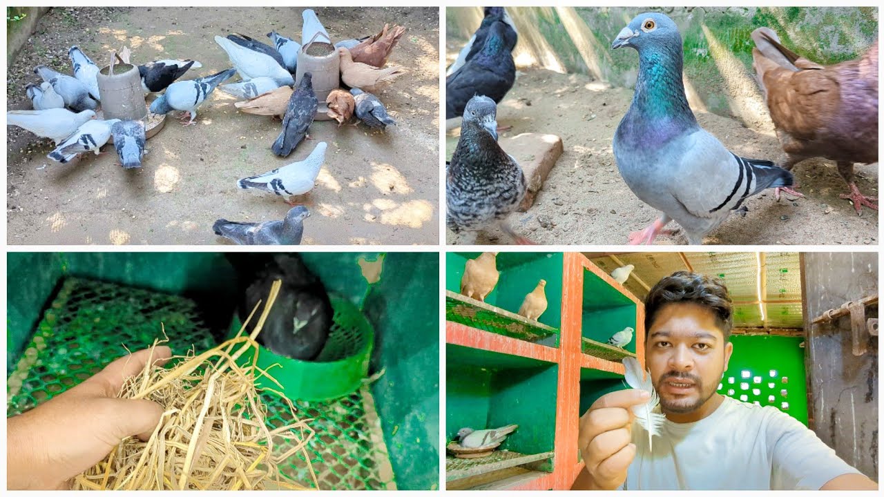 কবুতর ডিম দিয়ে দিল কিন্তু এটি কি হলো 😍😑